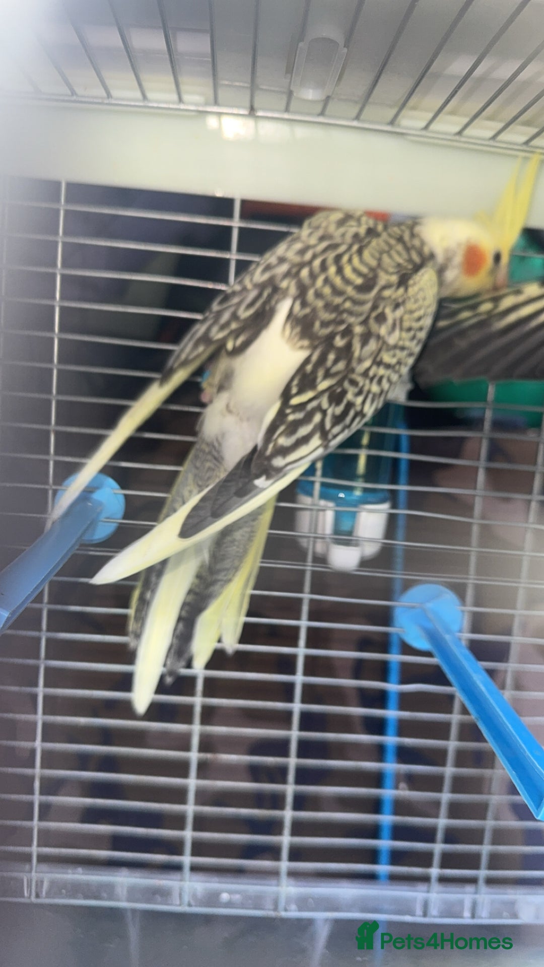 Cockatiels birds for sale: Baby cockatiel for sale mixed prices  - Image 15
