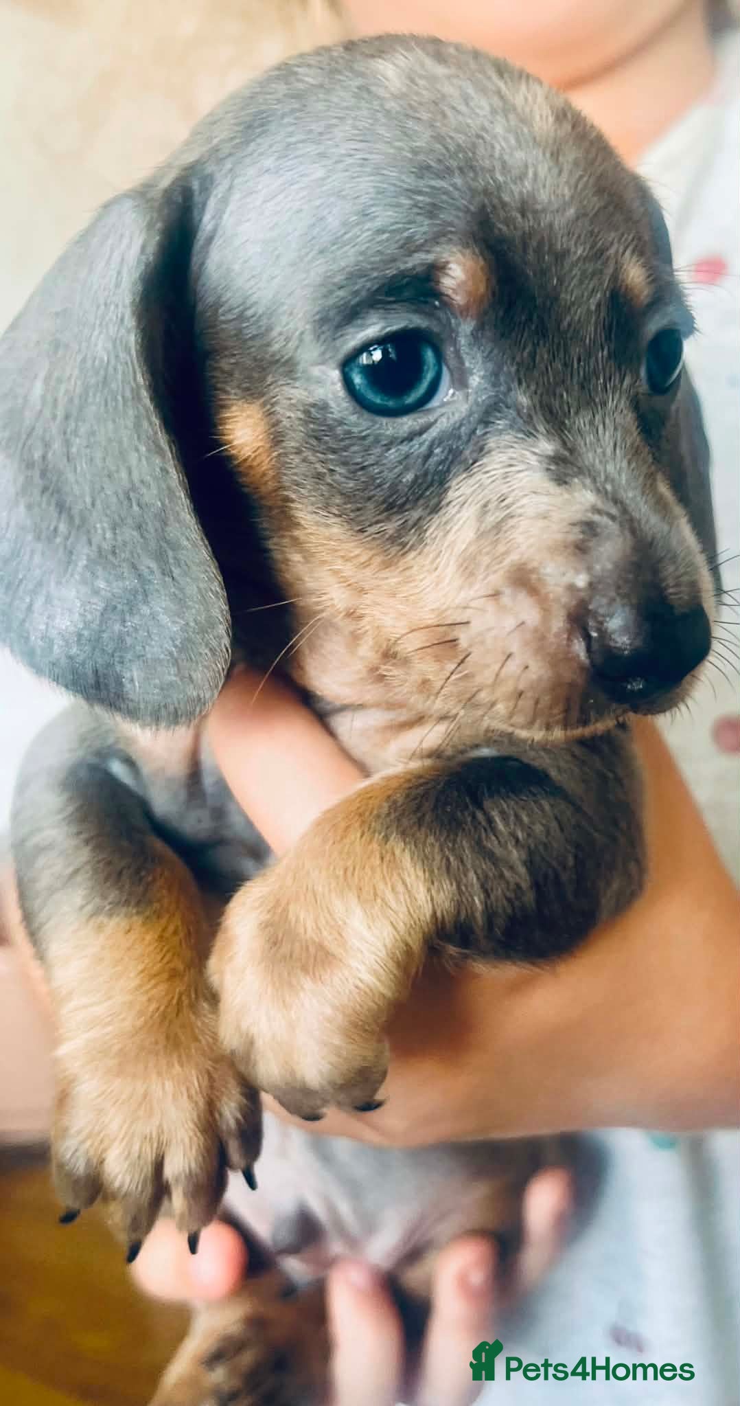 Dachshund dogs Puppy  - Advert 15