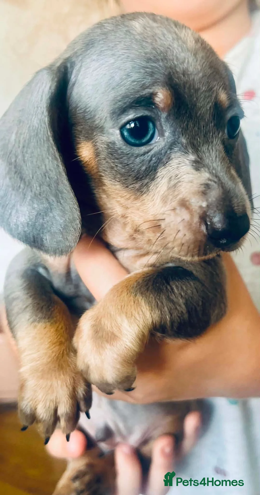 Dachshund dogs for sale: Puppy  - Advert 1