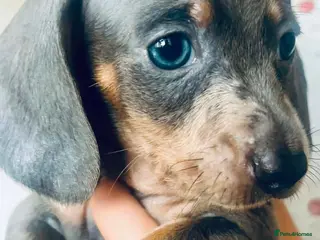 Dachshund dogs Puppy - Advert 15