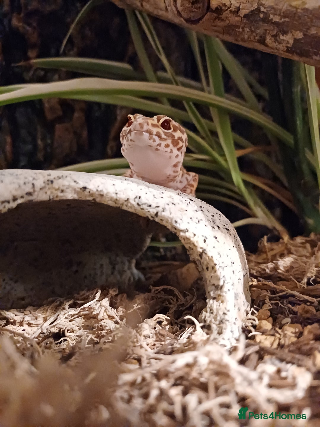 Leopard Gecko reptiles for sale: Female Leopard Gecko RESERVED - Advert 1