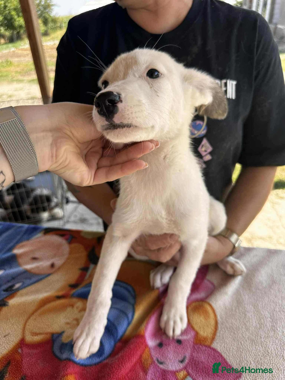 Mixed Breed dogs for adoption: Kira for adoption - Image 6