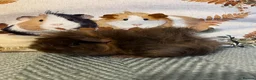 Guinea Pig rodents for sale: Lunkarya Mix Baby Male Guinea Pigs for Sale - Advert 3