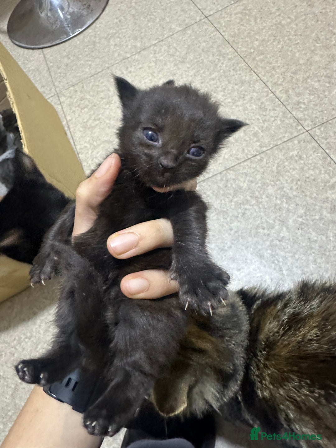 Norwegian Forest Cat cats for sale: Kittens for sale  - Advert 5