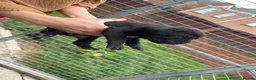 Cane Corso dogs for sale: Cane corso pups  - Advert 3