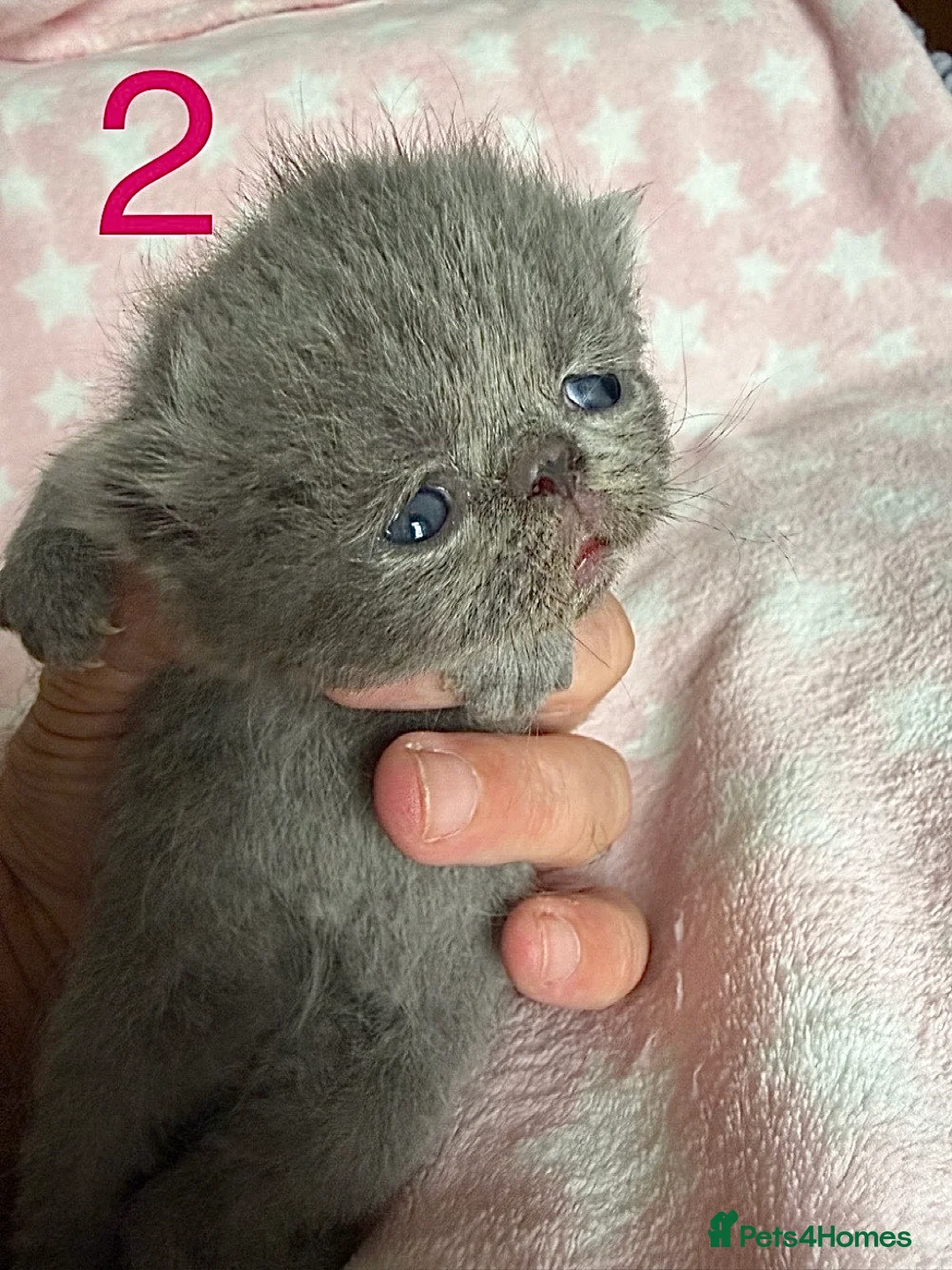 Exotic cats for sale: Exotic Shorthair Kittens For Sale - Advert 2