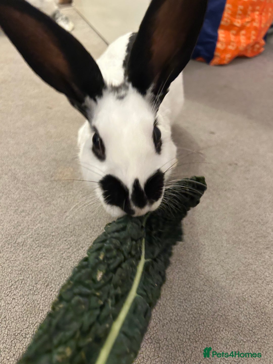Mixed Breed rabbits for sale: Paired Rabbits for sale - Advert 4