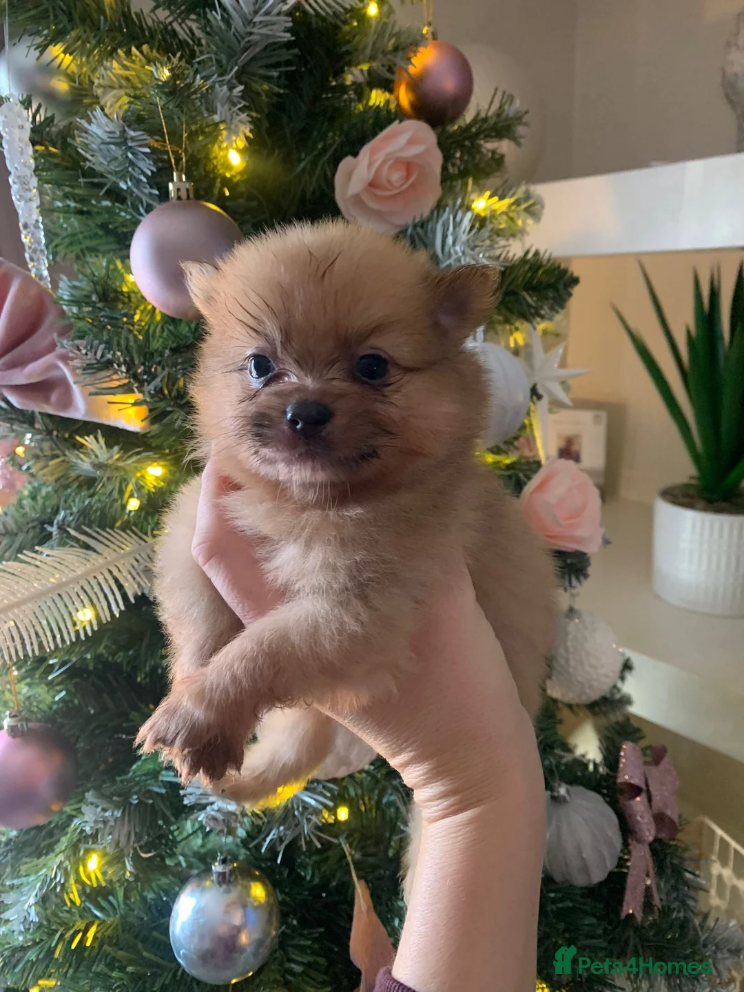 Pomeranian dogs for sale: Pomeranian puppies   - Advert 5