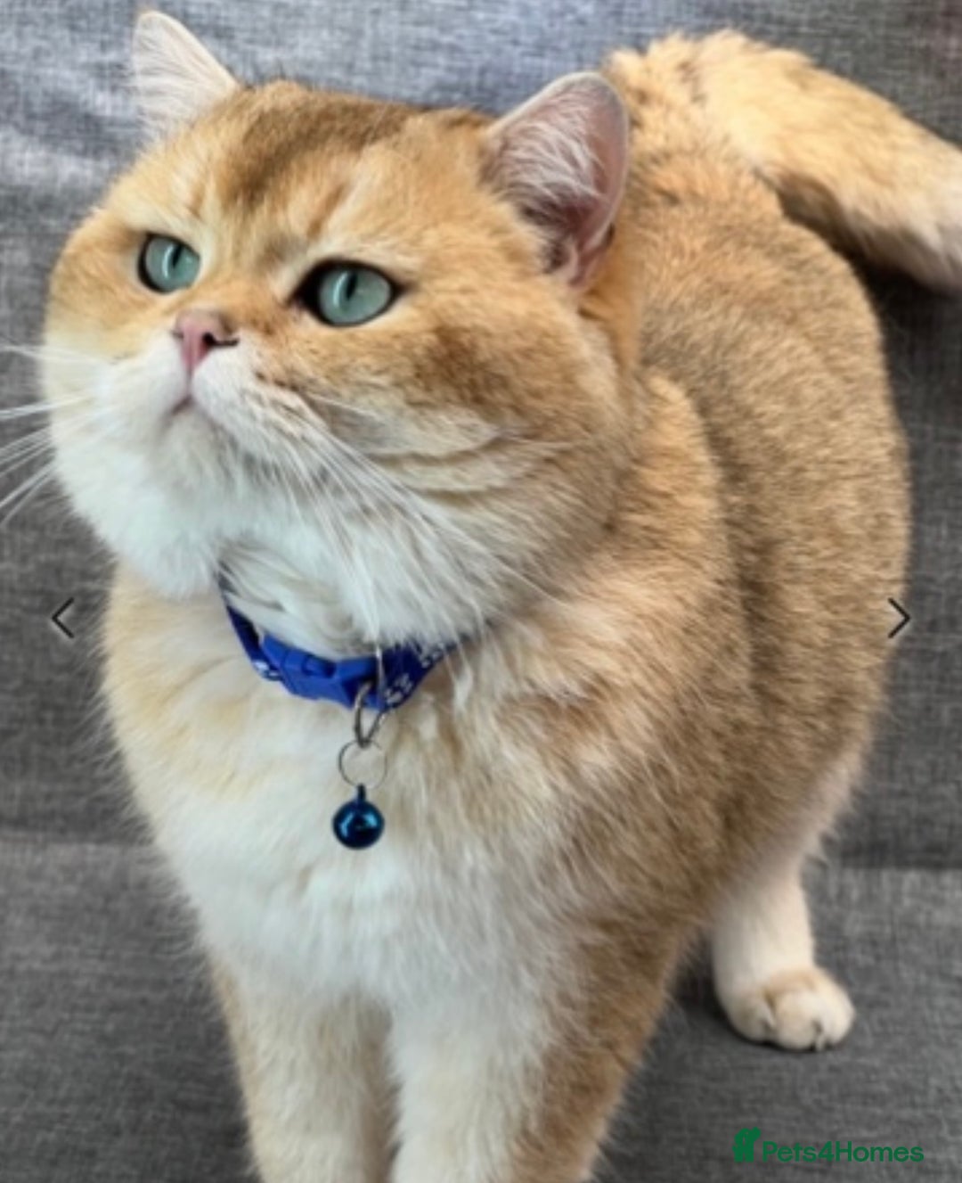 British Shorthair cats for sale: British shorthair golden, silver TICA - Image 23