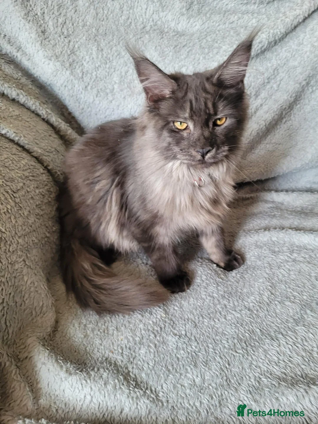 Maine Coon cats for sale: Black smoke female - Advert 5