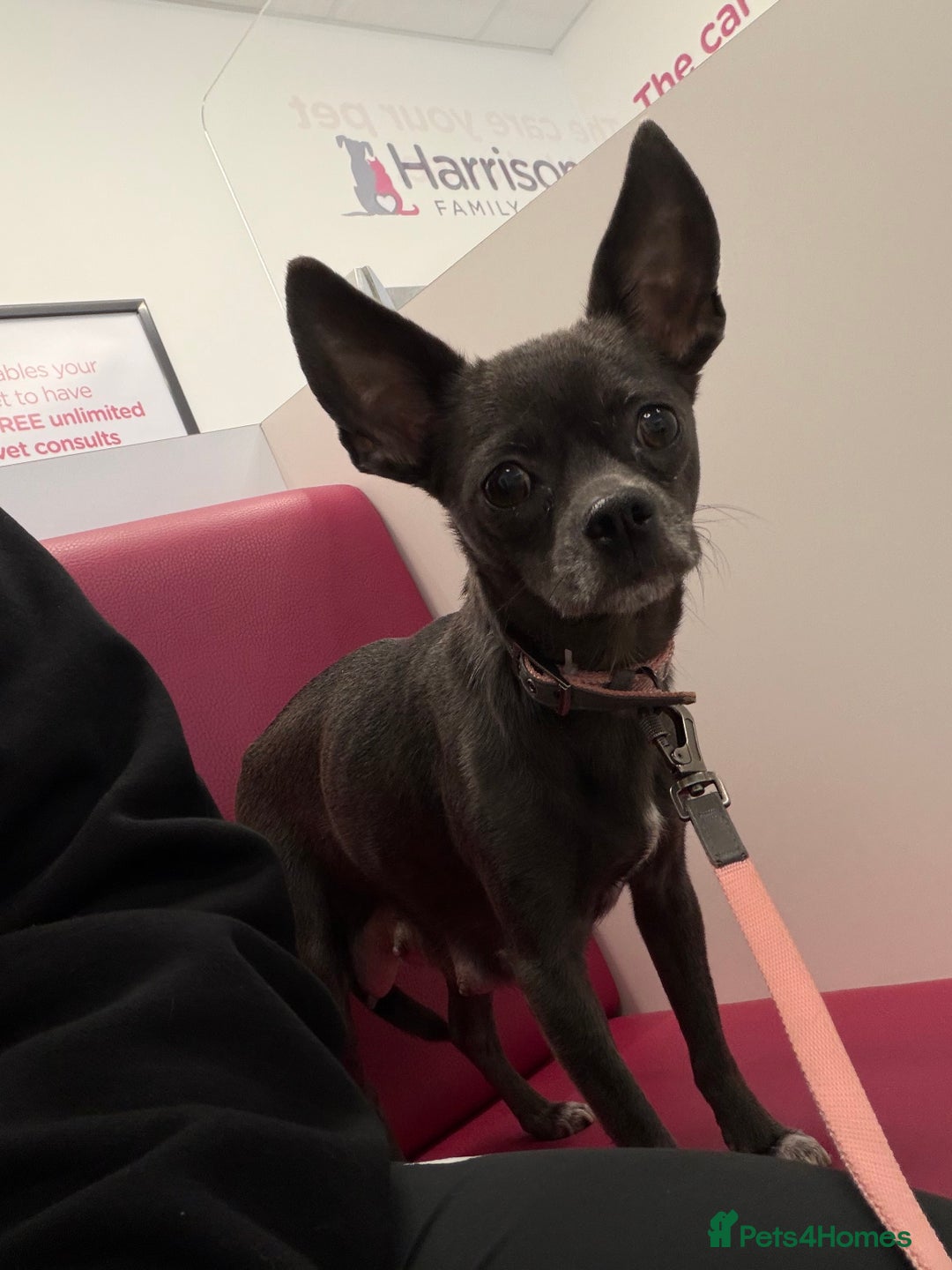 Chihuahua dogs for sale: 1 Female Chihuahua left ready to leave Now! - Advert 10