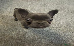French Bulldog dogs for sale: Full KC French bulldogs puppies for sale - Image 4