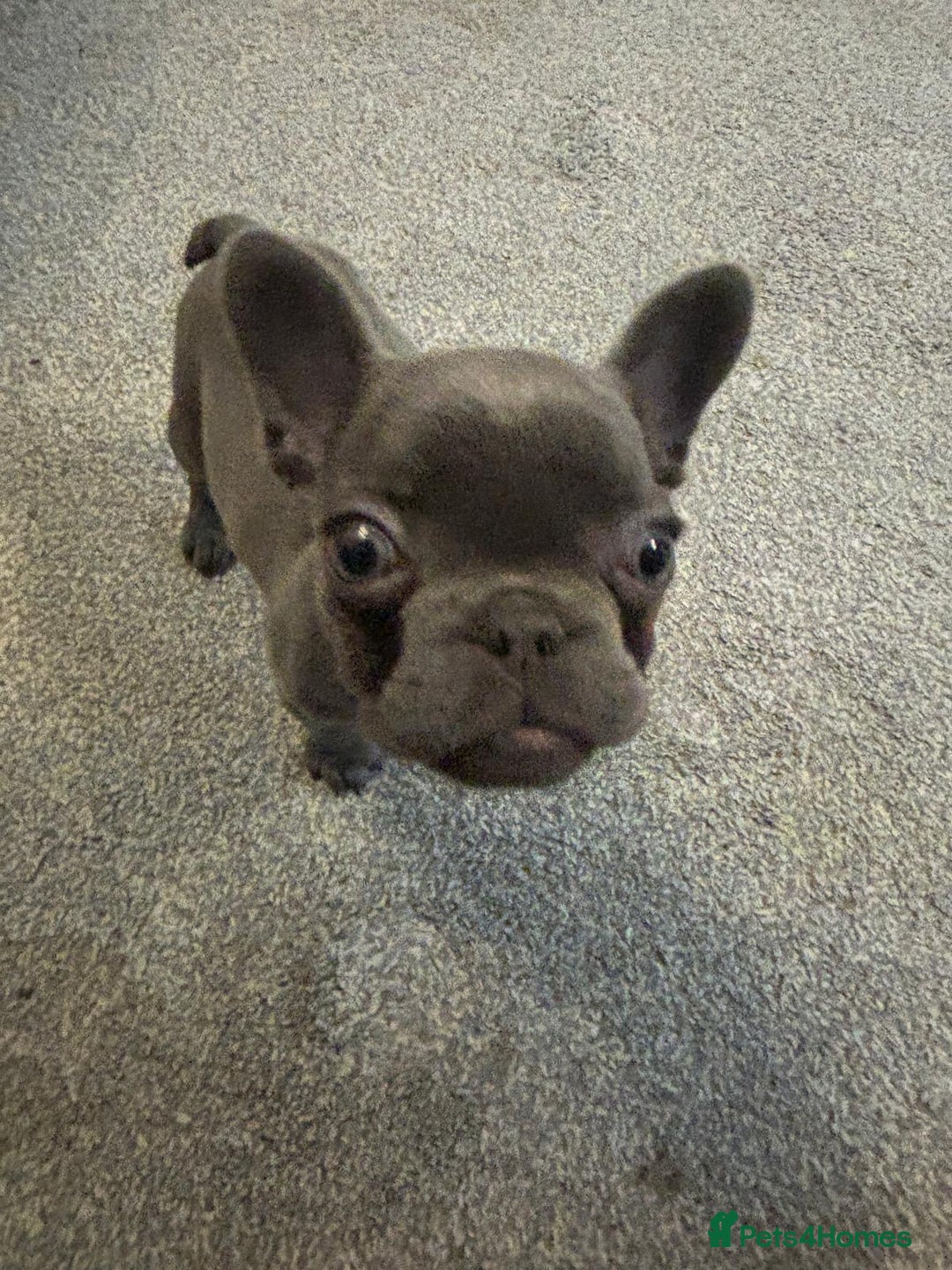 French Bulldog dogs for sale: Full KC French bulldogs puppies for sale - Image 4