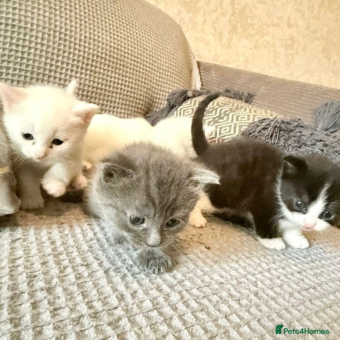 Mixed Breed cats for sale: 4 Lovely Kittens Almost Ready For Adoption - Advert 11