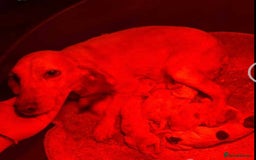 Cocker Spaniel dogs for sale: (2 left) Working cocker Spaniels - Image 9