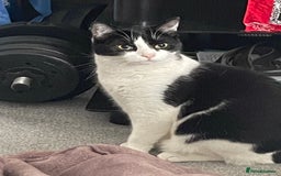 Domestic Shorthair cats for sale: 2 cats for sale  - Image 2