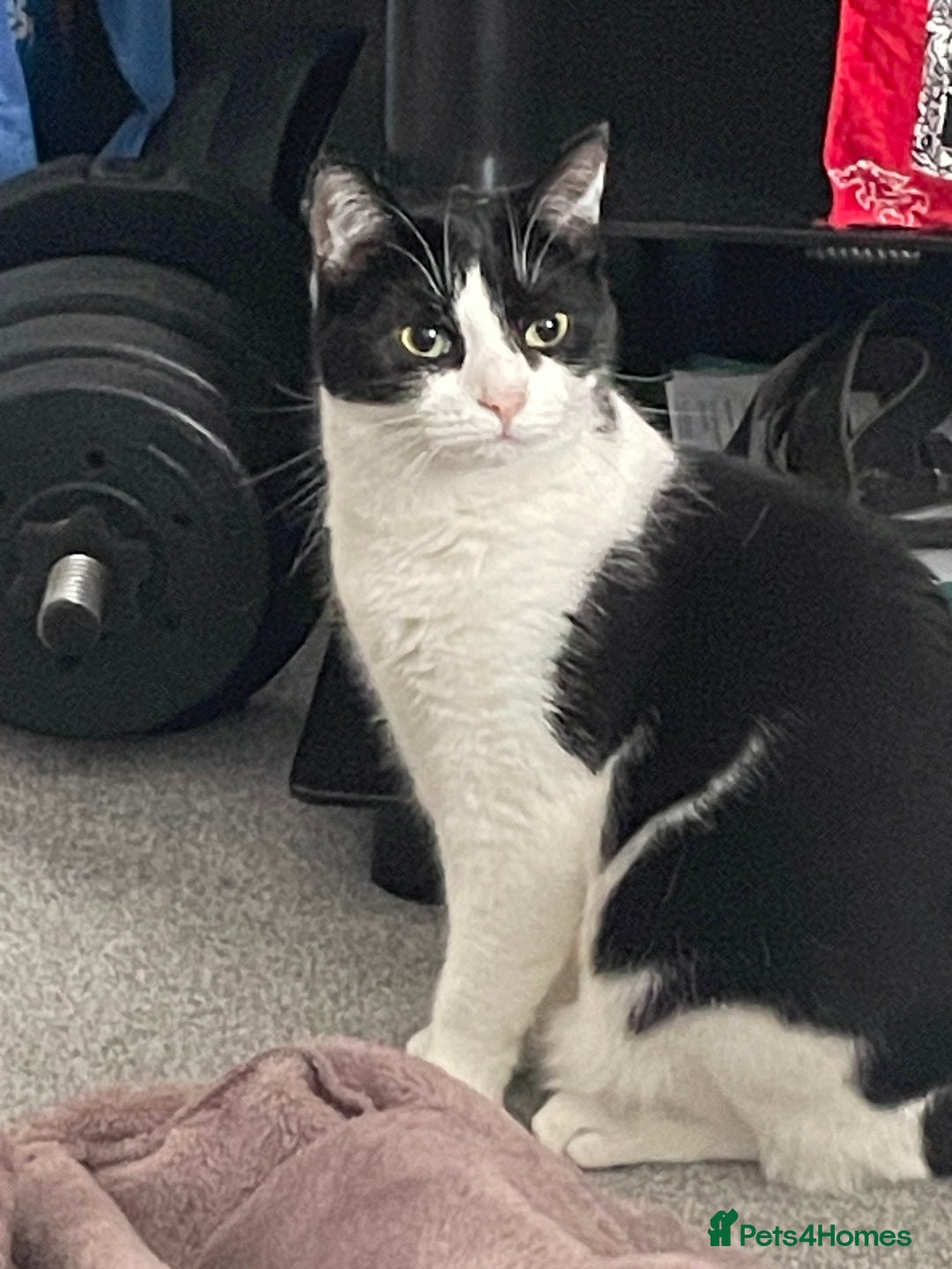 Domestic Shorthair cats for sale: 2 cats for sale  - Image 2