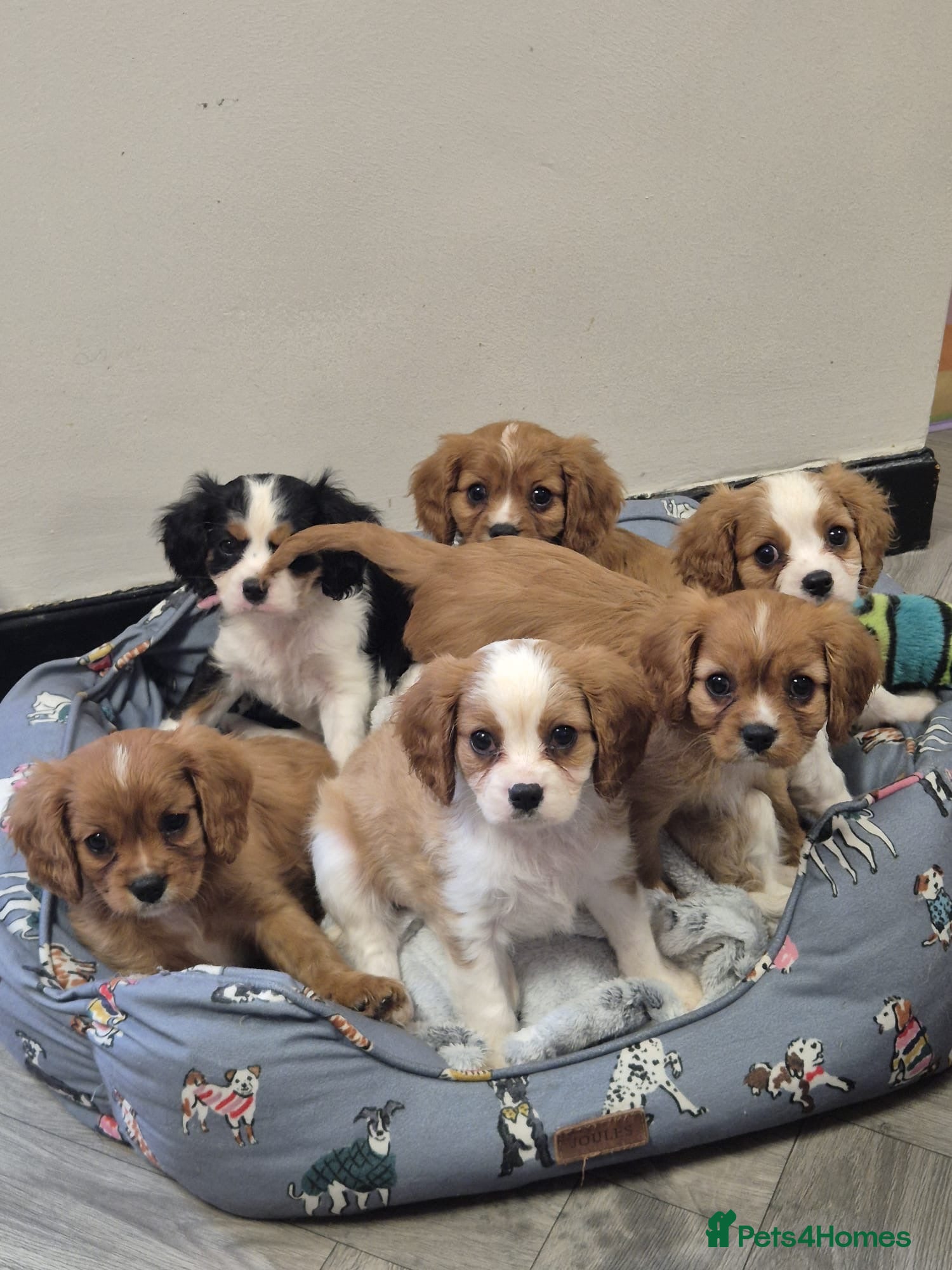 Cavalier King Charles Spaniel dogs Absolutely beautiful King Charles Cavalier puppies - Advert 1