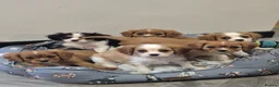 Cavalier King Charles Spaniel dogs for sale: Absolutely beautiful King Charles Cavalier puppies - Advert 7