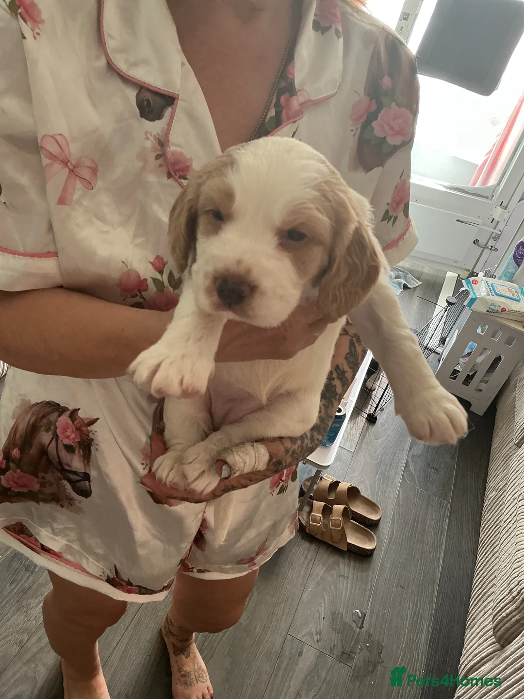 Cocker Spaniel dogs for sale: Cocker spaniels - Advert 2