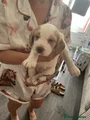 Cocker Spaniel Puppy 3