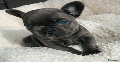 French Bulldog dogs - Advert 2