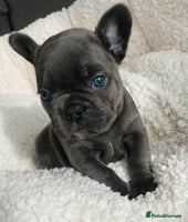 French Bulldog dogs - Advert 7