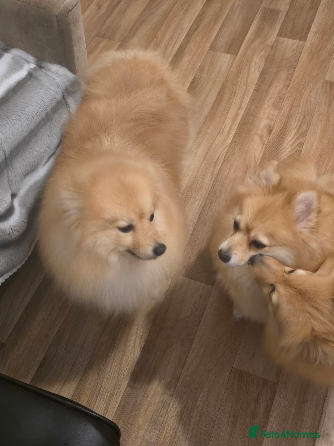 Pomeranian dogs for sale: Sweet puppies  - Image 12