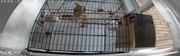 Ringnecks birds for sale: Indian ringneck parakeet in Newcastle upon Tyne - Advert 6