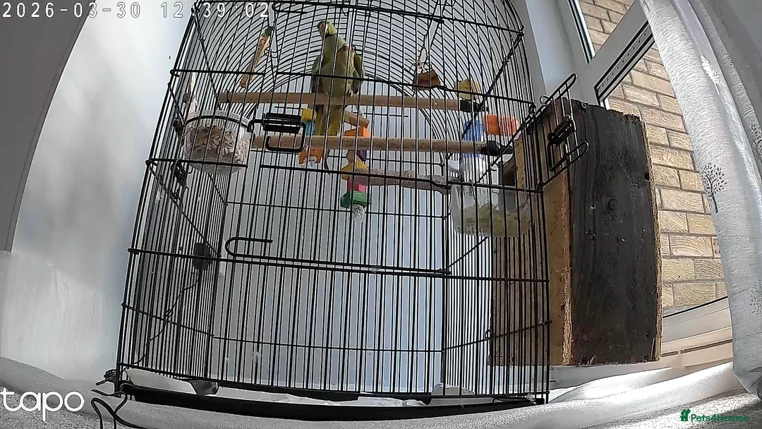 Ringnecks birds for sale: Indian ringneck parakeet in Newcastle upon Tyne - Advert 6