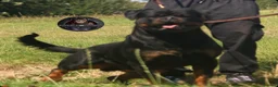 Rottweiler dogs for sale: Outstanding Rottweiler Litter Of 6 Beautiful Boys - Advert 3