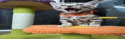 Bengal cats for sale: Stunning silver bengals. TICA reg & health tested - Advert 21