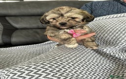 Shih Tzu dogs for sale: Shih Tzu puppies  - Image 8