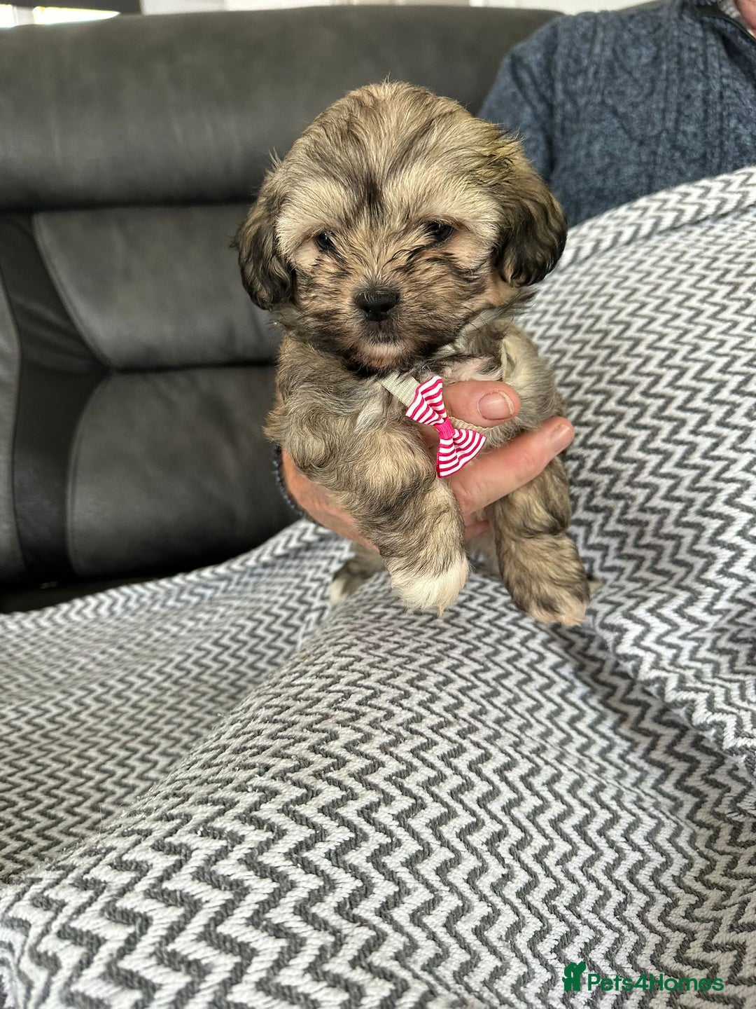Shih Tzu dogs for sale: Shih Tzu puppies  - Image 8