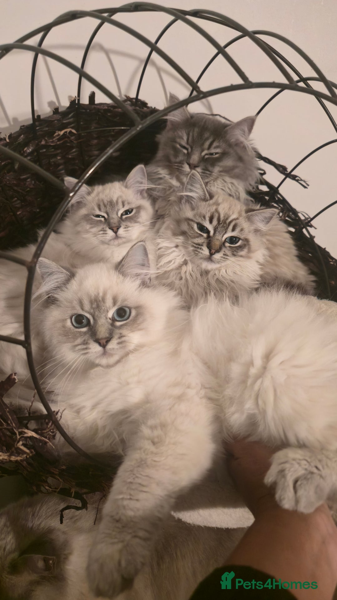 Ragdoll cats for sale: Adorable Ragdoll cross Scottish Straight - Advert 17