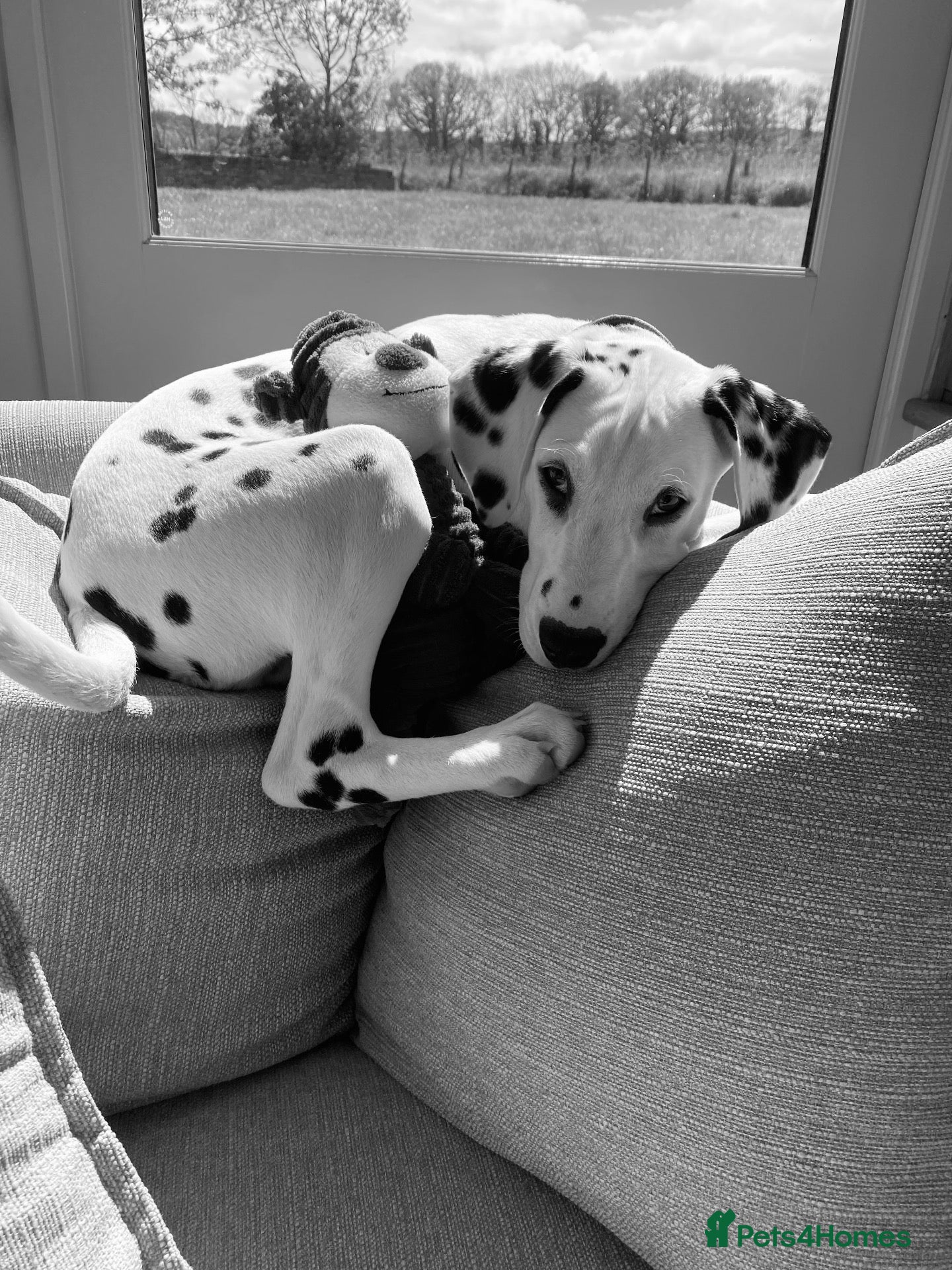 Dalmatian dogs Male  - Advert 1