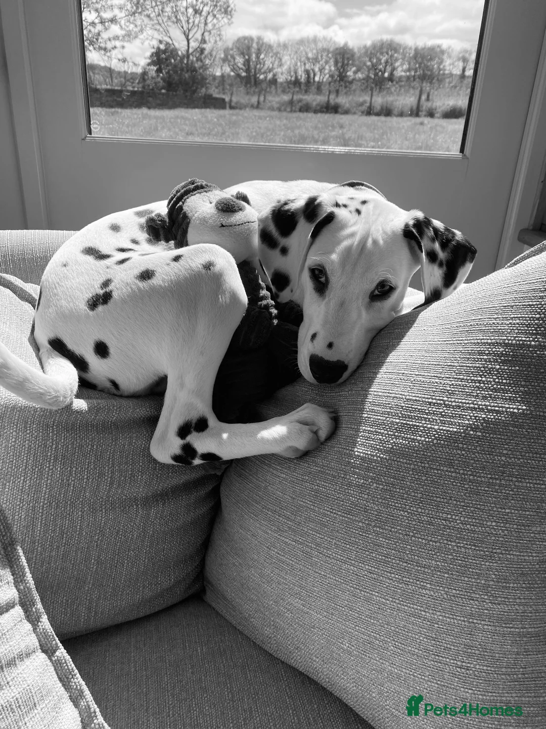 Dalmatian dogs for stud: Male  - Advert 1