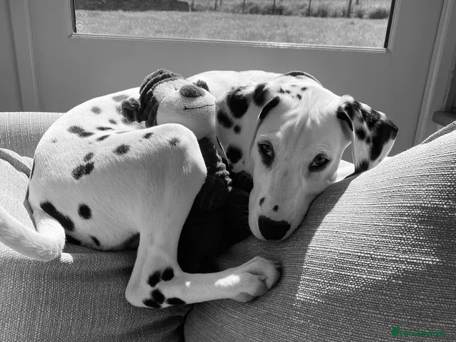 Dalmatian dogs for stud: Male - Advert 1