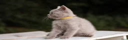 British Shorthair cats for sale: Stunning British Shorthair Kittens 🤍🐈 - Advert 20