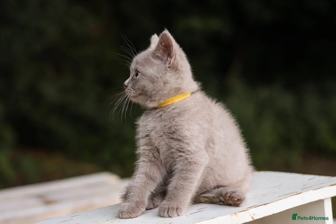 British Shorthair cats for sale: Stunning British Shorthair Kittens 🤍🐈 - Advert 20