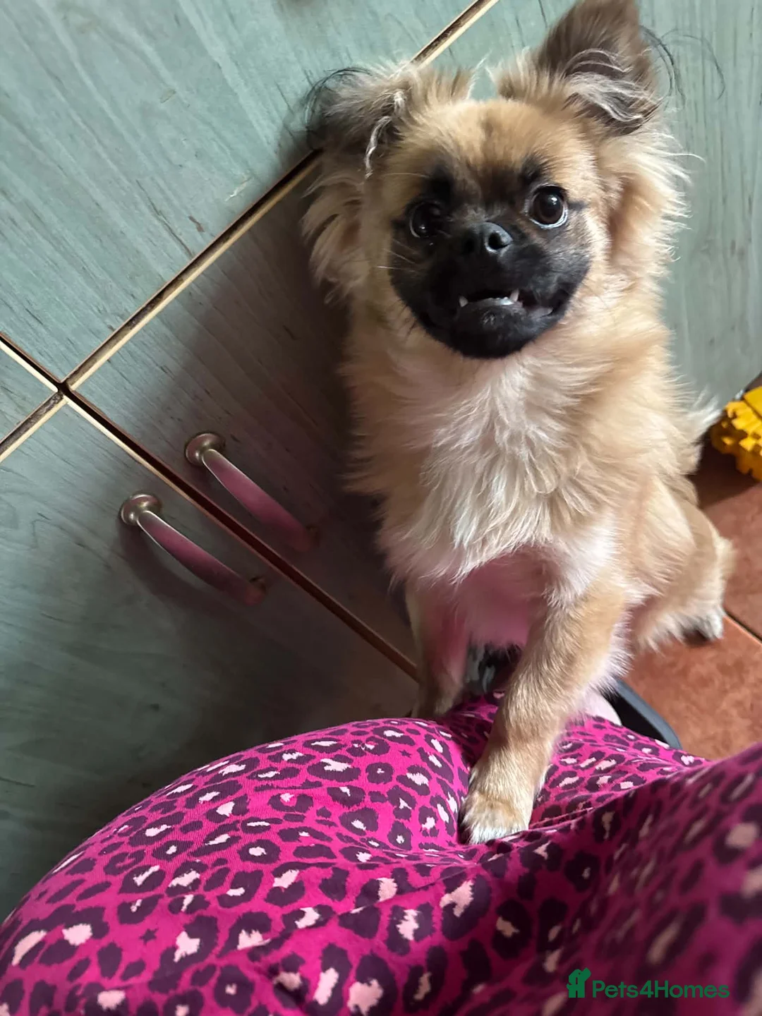 Mixed Breed dogs for sale: Happy Small Pomeranian Cross Pug Puppy  in Evesham - Advert 2