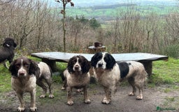 English Springer Spaniel dogs for sale: Springer Spaniel Puppies for sale  - Image 23