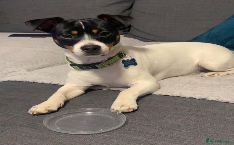 Jack Russell dogs - Advert 7