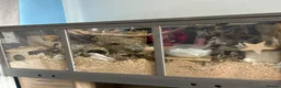 Mouse rodents for sale: Female mice  - Advert 9