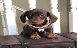 Miniature Dachshund dogs for sale: Kc reg min  Dachshund babies  - Image 16