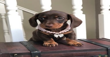 Miniature Dachshund dogs - Advert 4