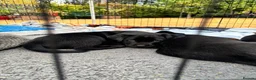 Labrador Retriever dogs for sale: Black Labrador pups, KC, dna tests, great scores - Advert 32
