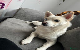 Pomsky dogs for sale: Rosie  - Image 5