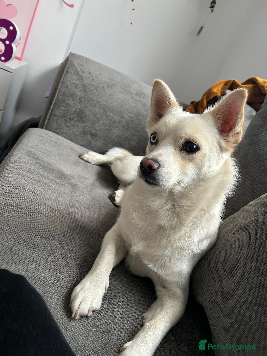 Pomsky dogs for sale: Rosie  - Image 5