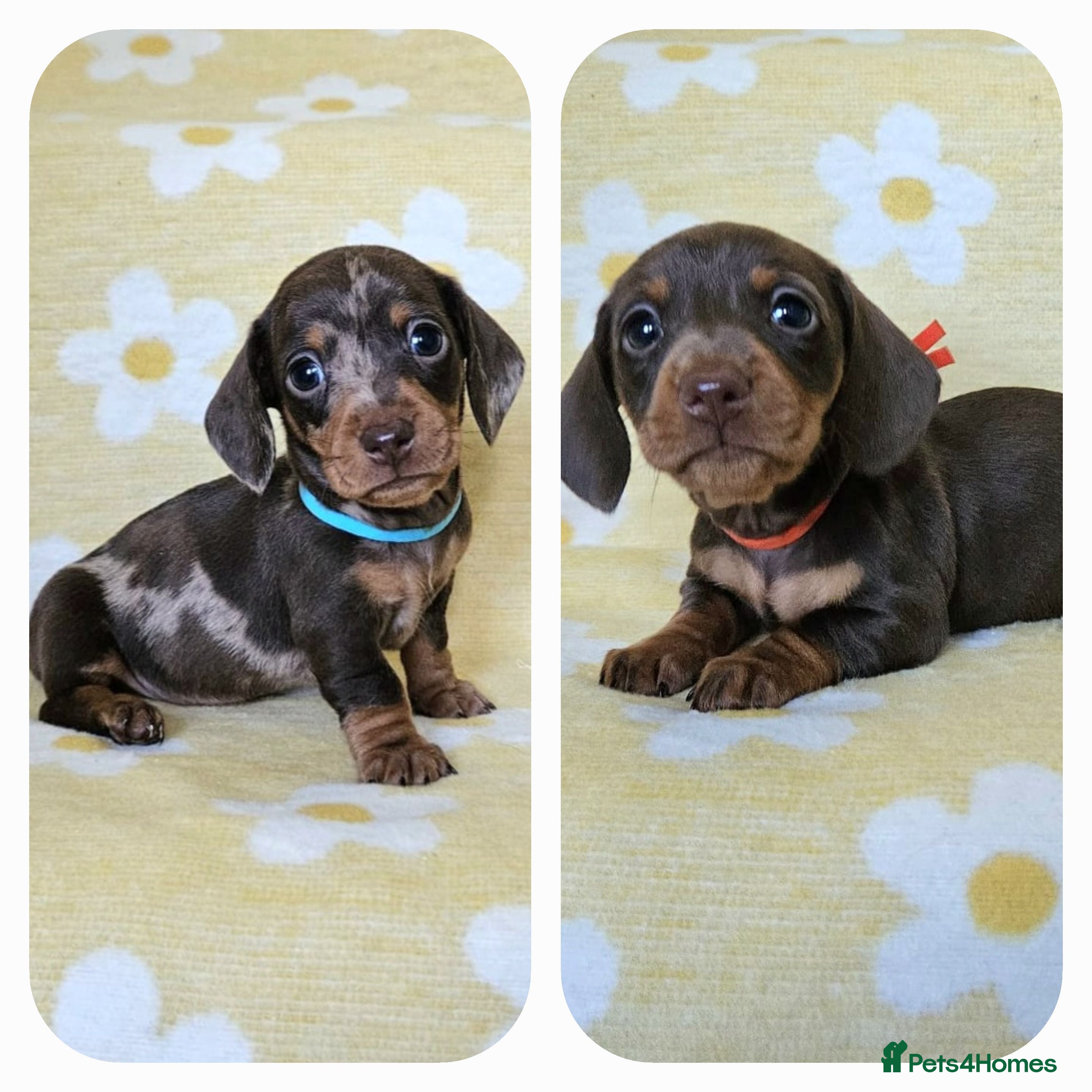 Miniature Dachshund dogs Smooth coat mini dachshunds  - Advert 4